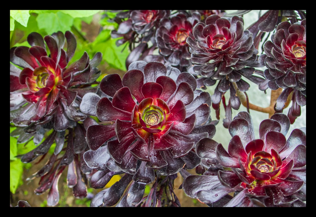 Foto: Jardines de Inverewe - Escocia (Scotland), El Reino Unido