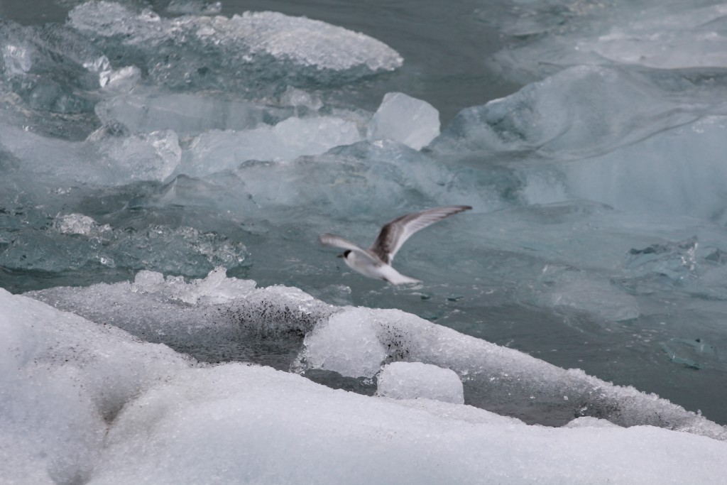 Foto de Jökulsárlon (South), Islandia