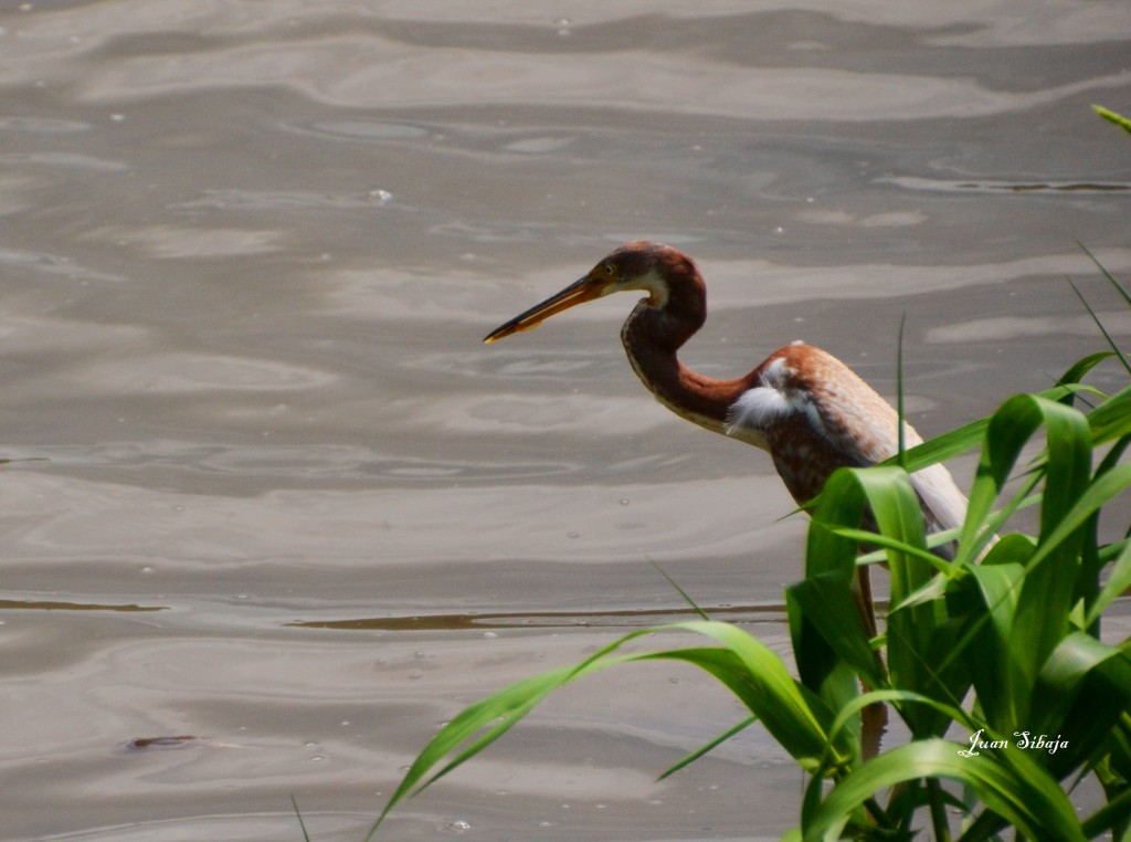 Foto: Grullas - Cebadilla (Alajuela), Costa Rica