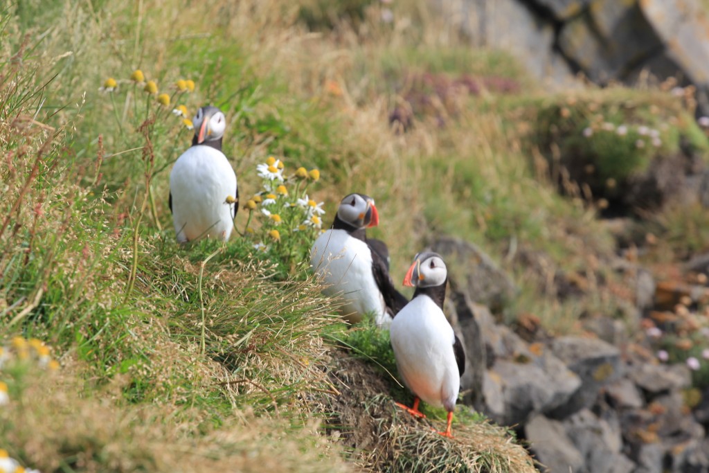 Foto de Dyrhólaey (South), Islandia