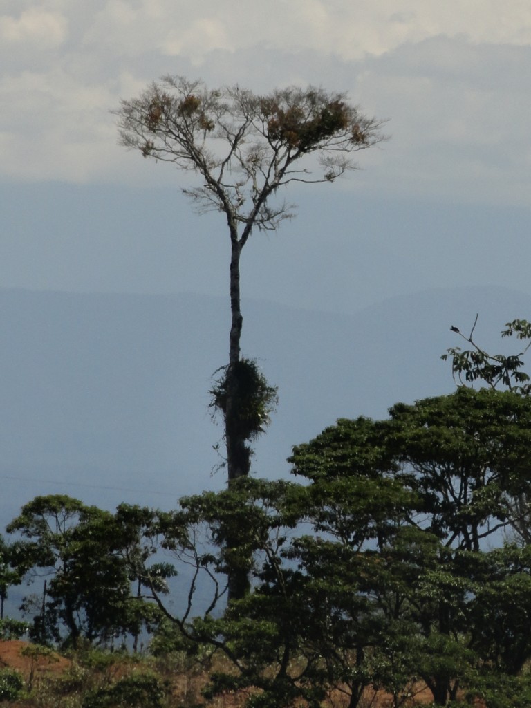 Foto: Arbol - Simón Bolívar (Mushullacta) (Pastaza), Ecuador