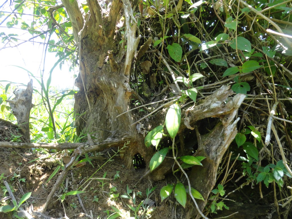 Foto: Tronco - Simón Bolívar (Mushullacta) (Pastaza), Ecuador