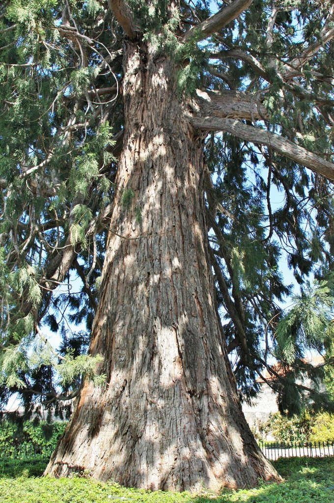 Foto: Arbol centenario - Santo Domingo de Silos (Barcelona), España