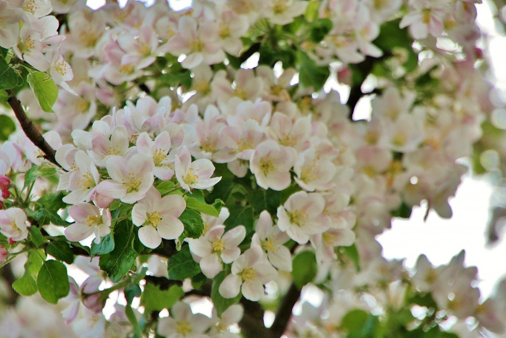 Foto: Primavera - Regumiel de la Sierra (Burgos), España