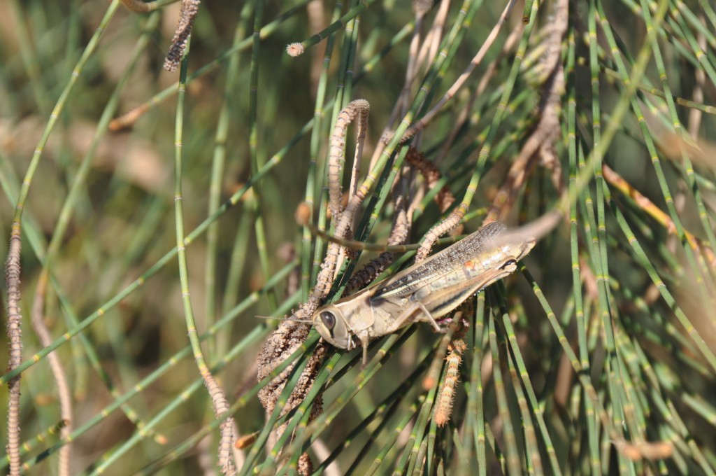 Foto: Saltamontes - Valencia (València), España