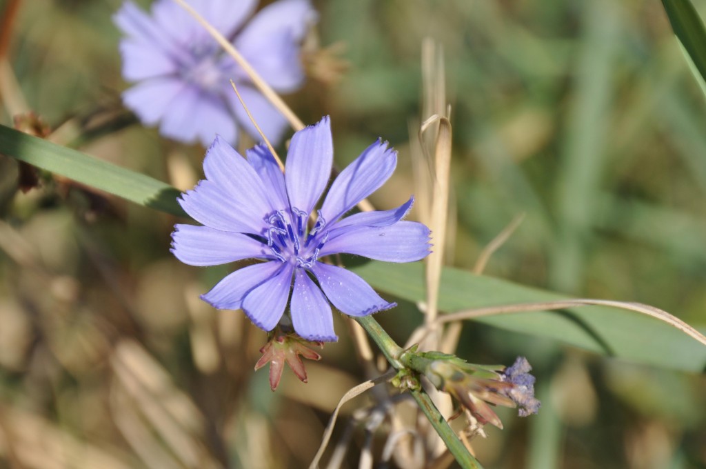 Foto: Flores - Valencia (València), España