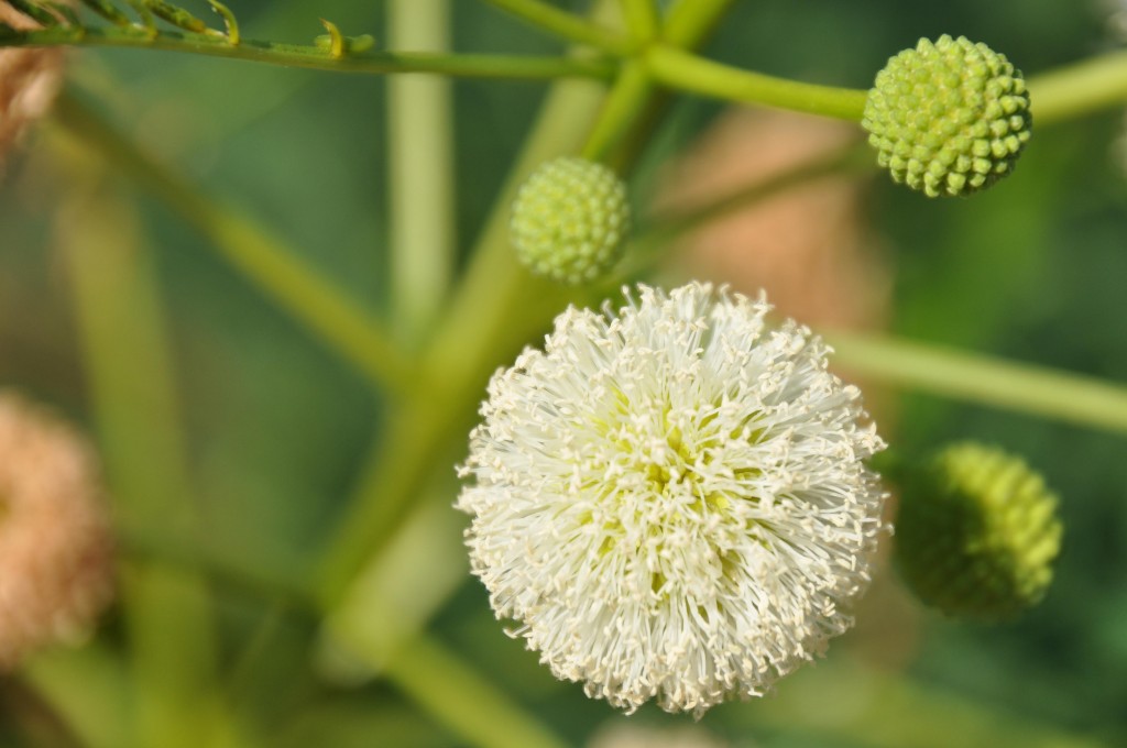 Foto: Flora silvestre - Valencia (València), España