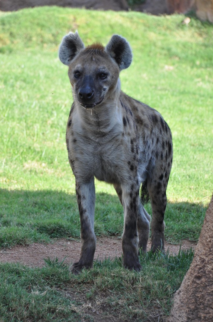 Foto: Bioparc Hiena - Valencia (València), España