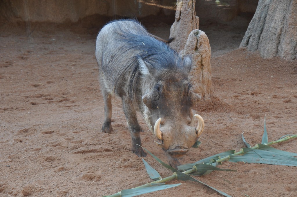 Foto: Bioparc - Valencia (València), España