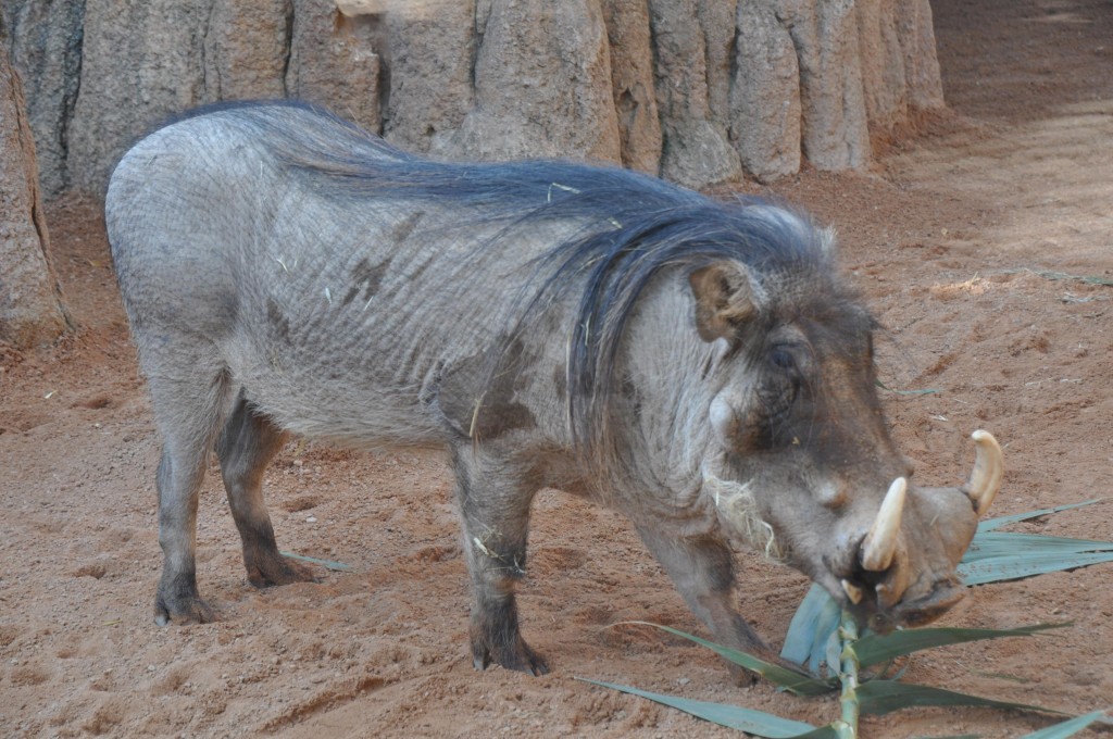 Foto: Bioparc - Valencia (València), España