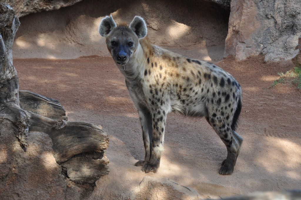 Foto: Hiena Bioparc - Valencia (València), España