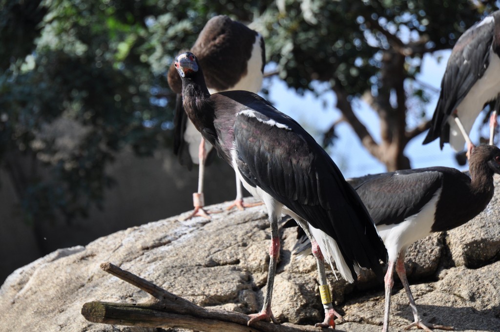 Foto: Bioparc - Valencia (València), España