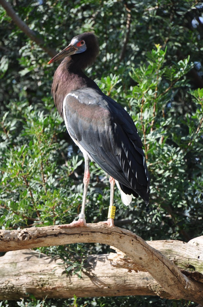 Foto: Bioparc - Valencia (València), España