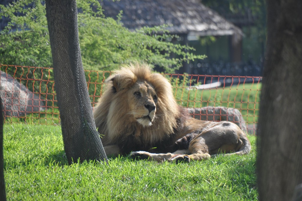 Foto: Leon Bioparc - Valencia (València), España