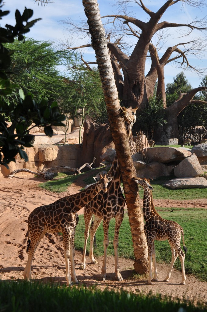 Foto: Jirafas Bioparc - Valencia (València), España