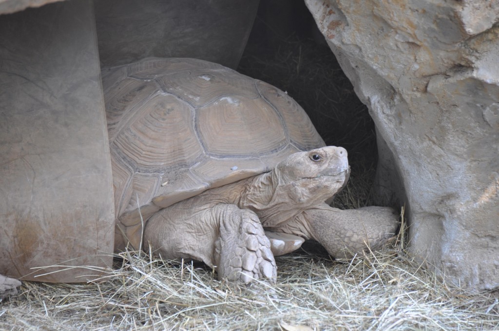 Foto: Galapago Bioparc - Valencia (València), España