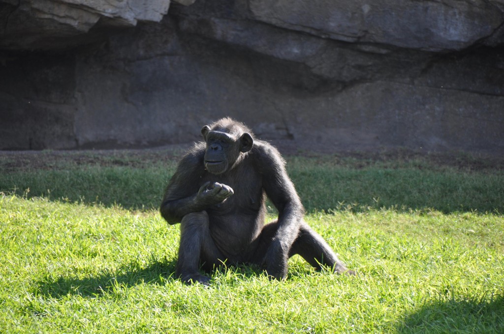 Foto: Chimpance - Valencia (València), España