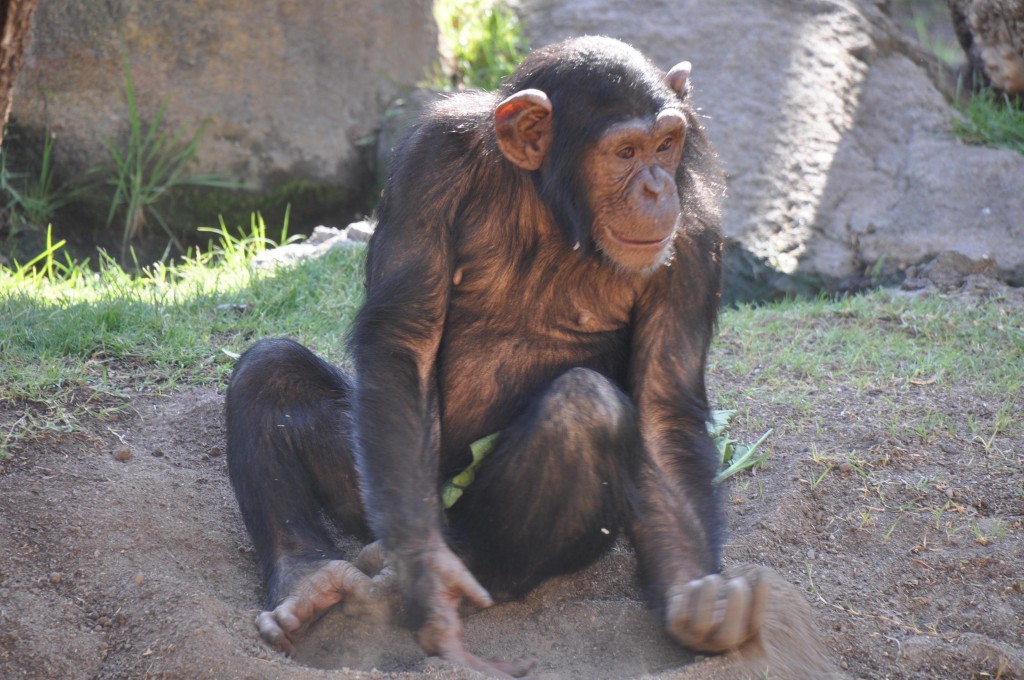 Foto: Chimpance Bioparc - Valencia (València), España