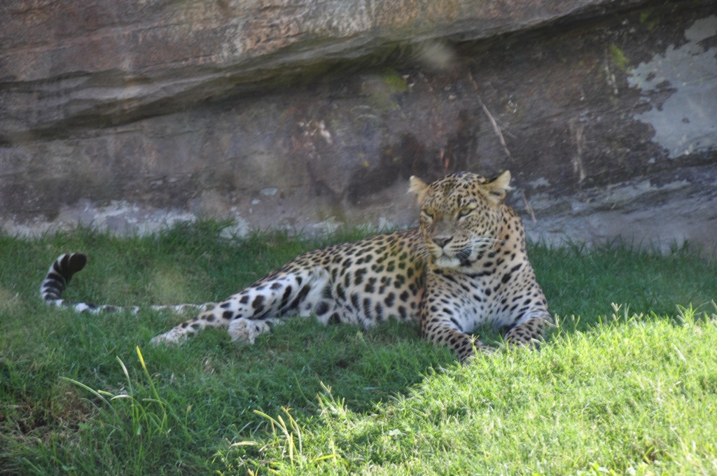 Foto: Bioparc - Valencia (València), España