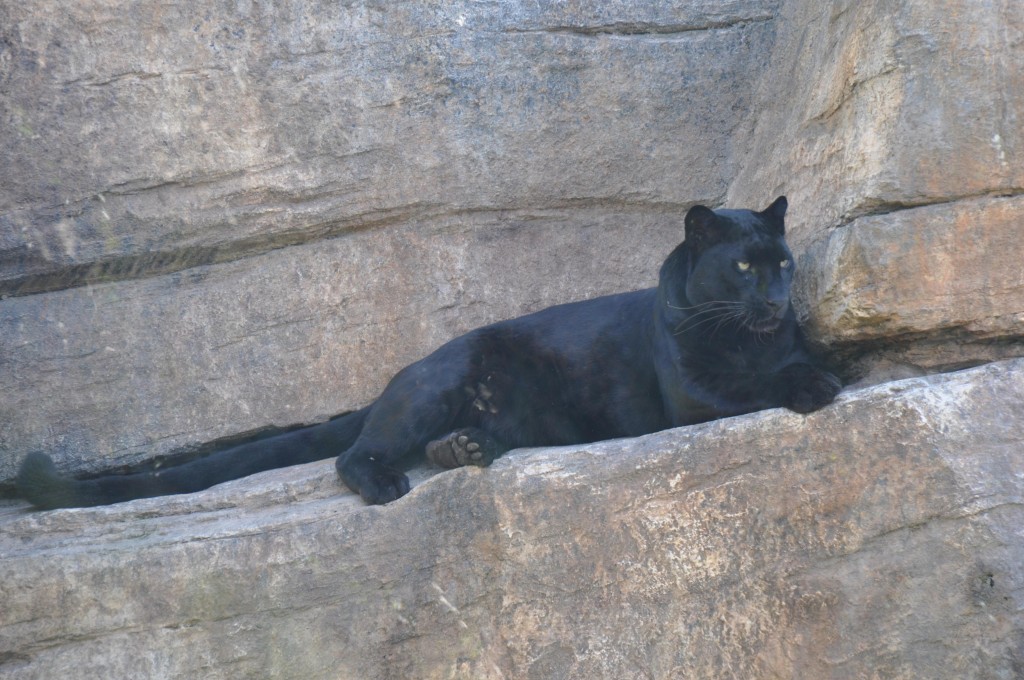 Foto: Pantera Bioparc - Valencia (València), España