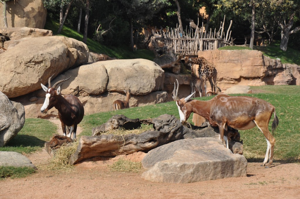 Foto: Bioparc - Valencia (València), España