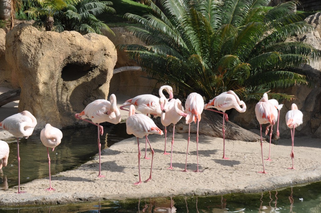 Foto: Flamencos - Valencia (València), España