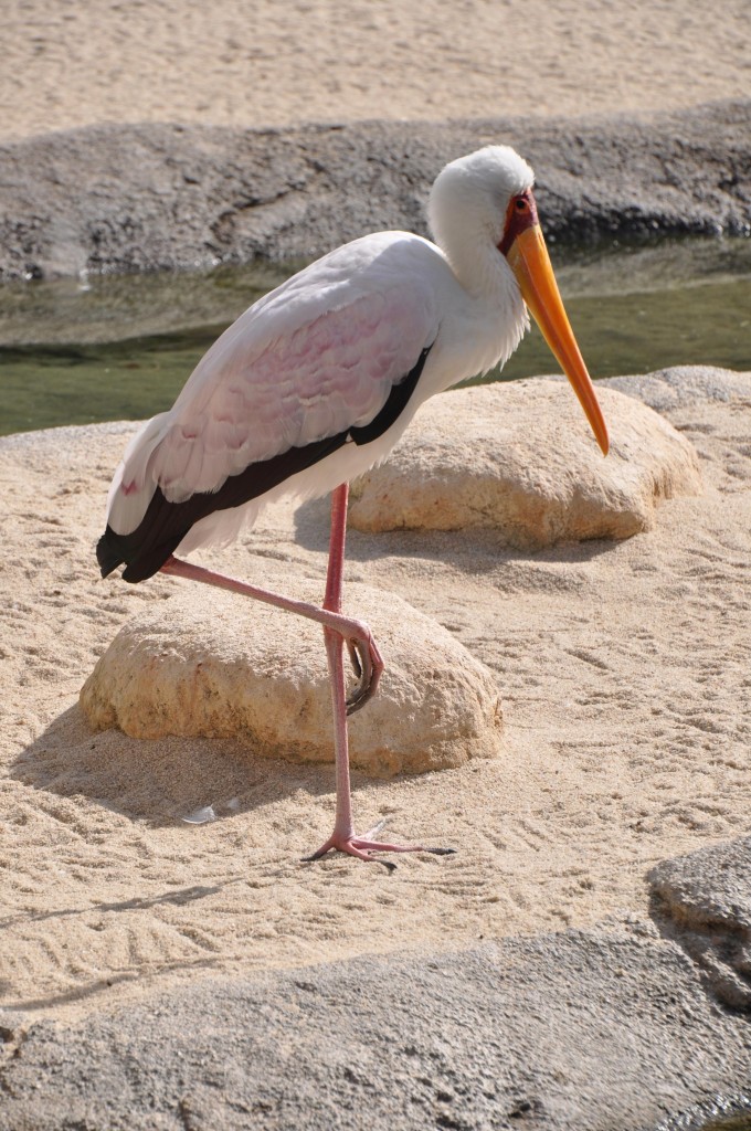 Foto: Bioparc - Valencia (València), España