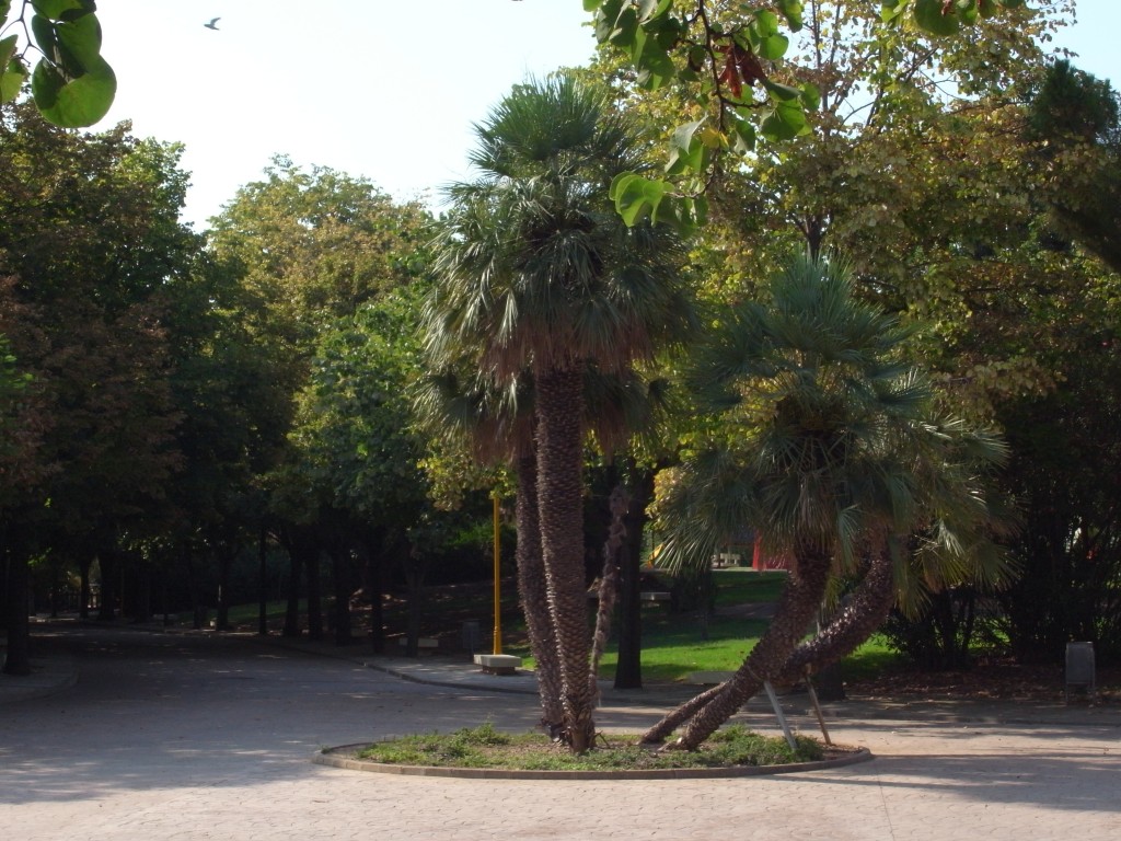 Foto: Parque Benicalap - Valencia (València), España