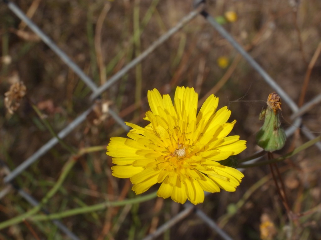 Foto: Flor silvestre - Valencia (València), España