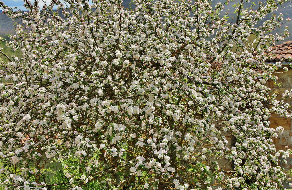 Foto: Primavera - Barbadillo de Herreros (Burgos), España