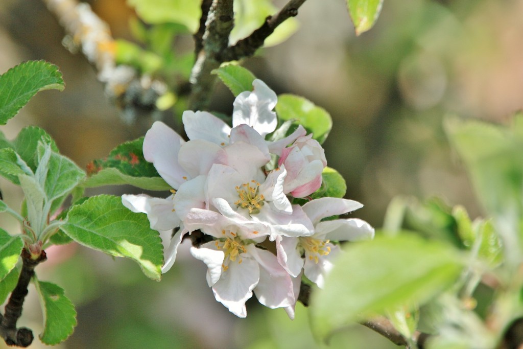 Foto: Primavera - Barbadillo de Herreros (Burgos), España