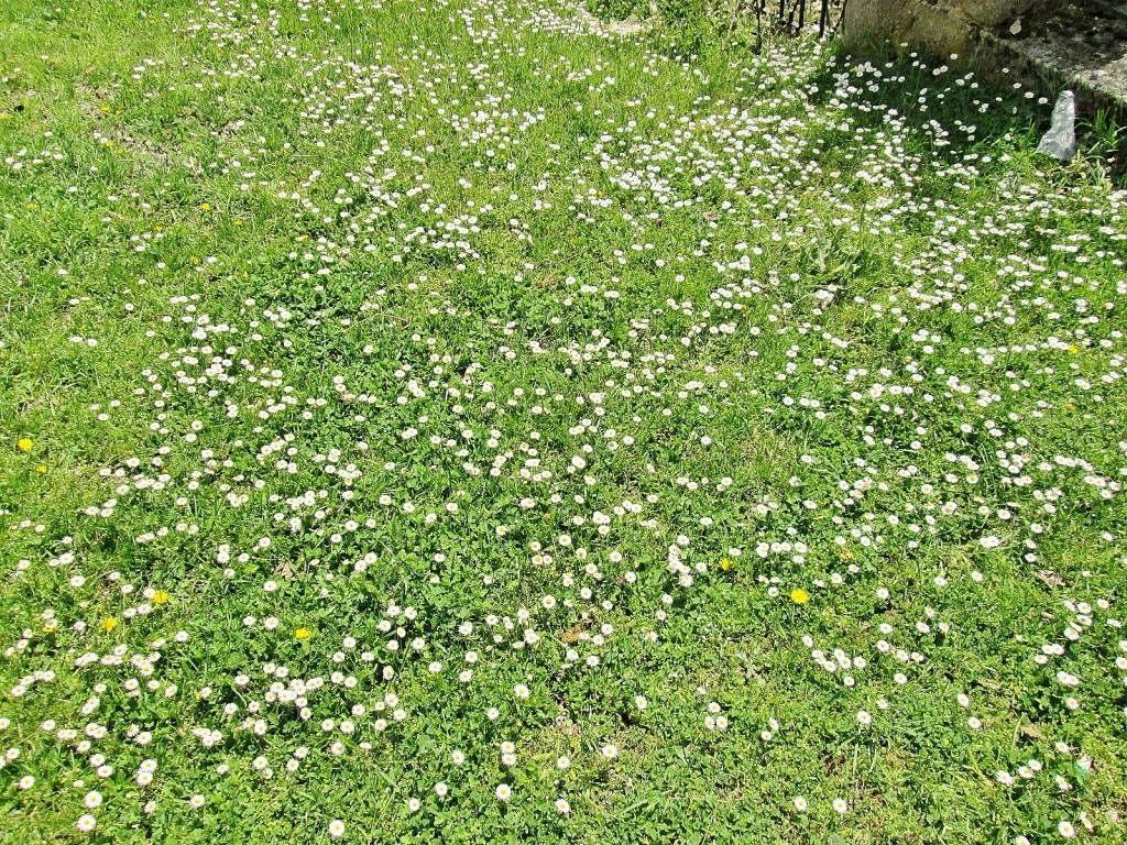 Foto: Primavera - Barbadillo de Herreros (Burgos), España