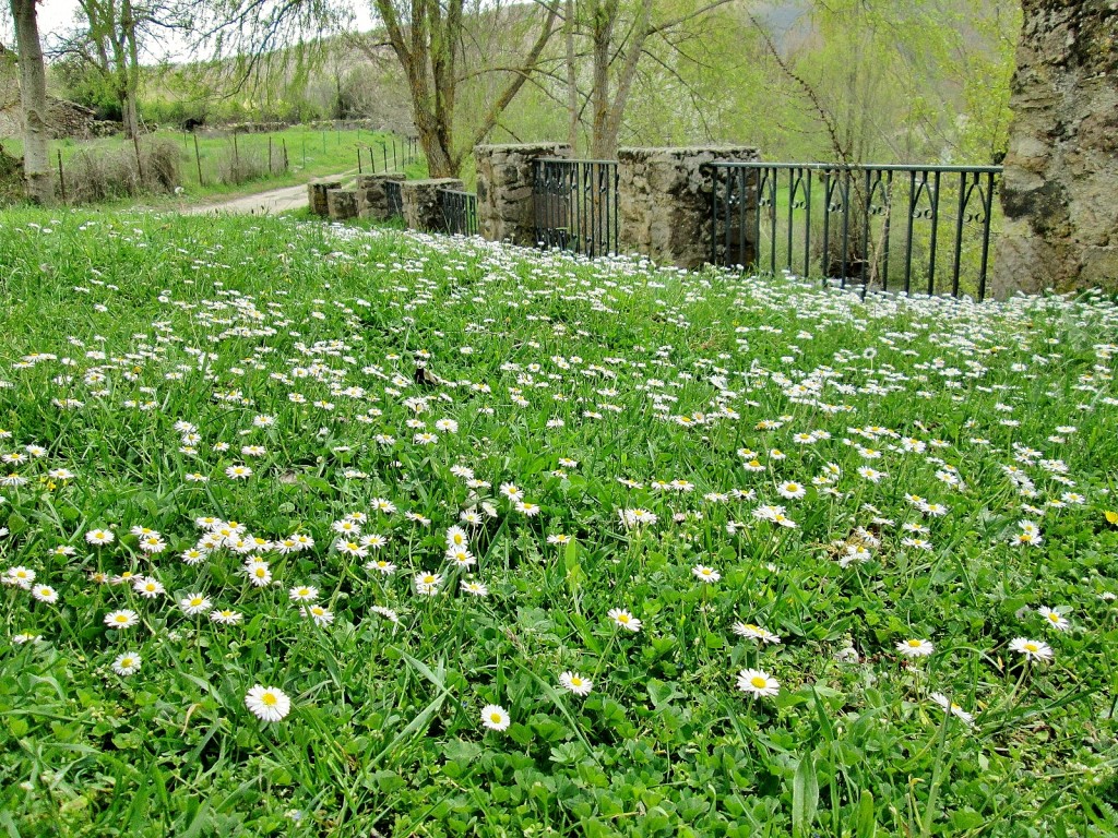 Foto: Primavera - Barbadillo de Herreros (Burgos), España