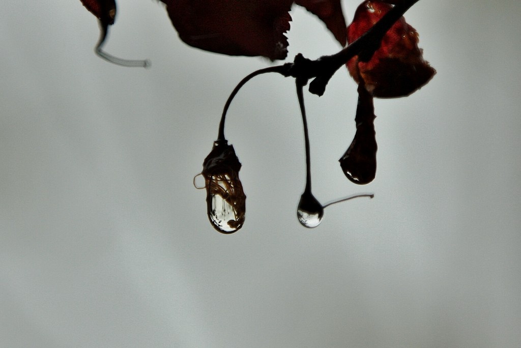 Foto: Gotas - Pampliega (Burgos), España