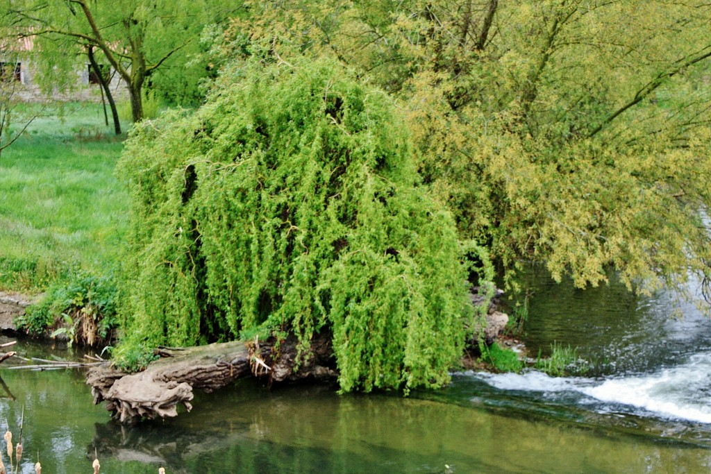 Foto: Rio Arlanzón - Pampliega (Burgos), España