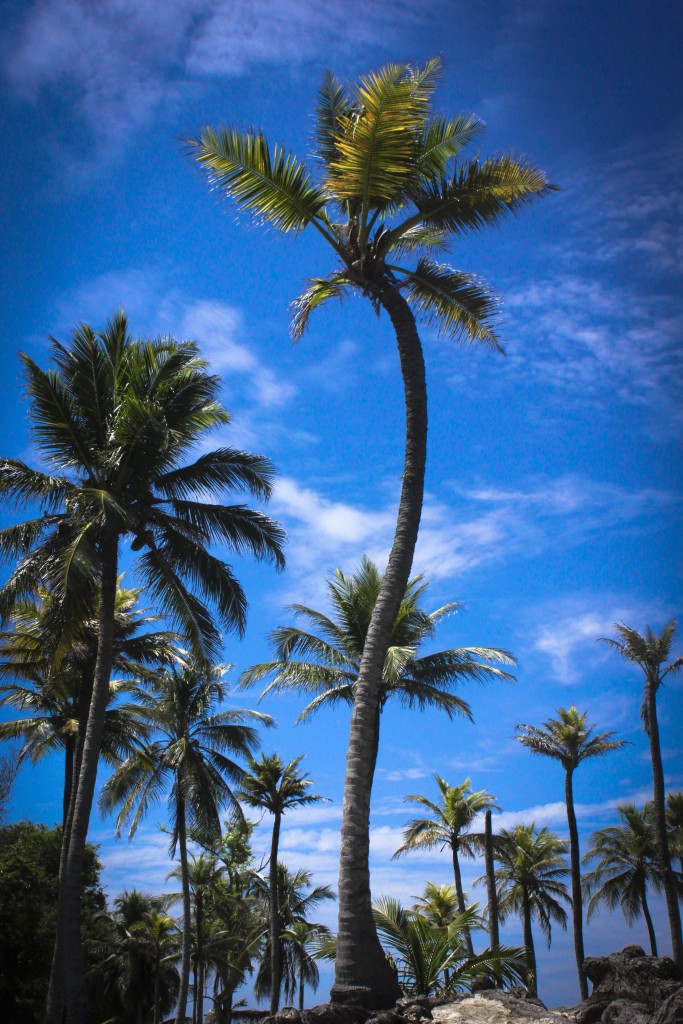 Foto: Verde Azul - Isla Fuerte, Colombia