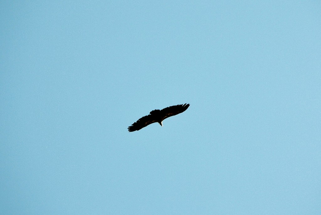 Foto: Mirando al cielo - Villahoz (Burgos), España