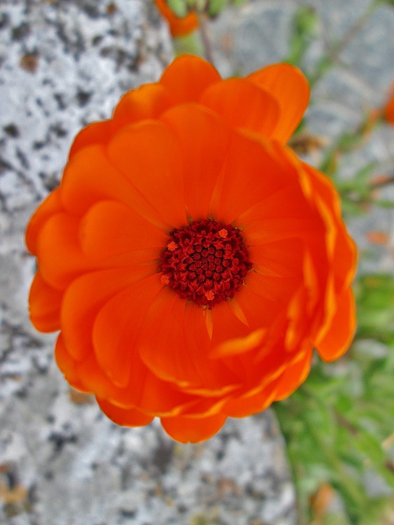 Foto: Un poco de color - Huermeces (Burgos), España