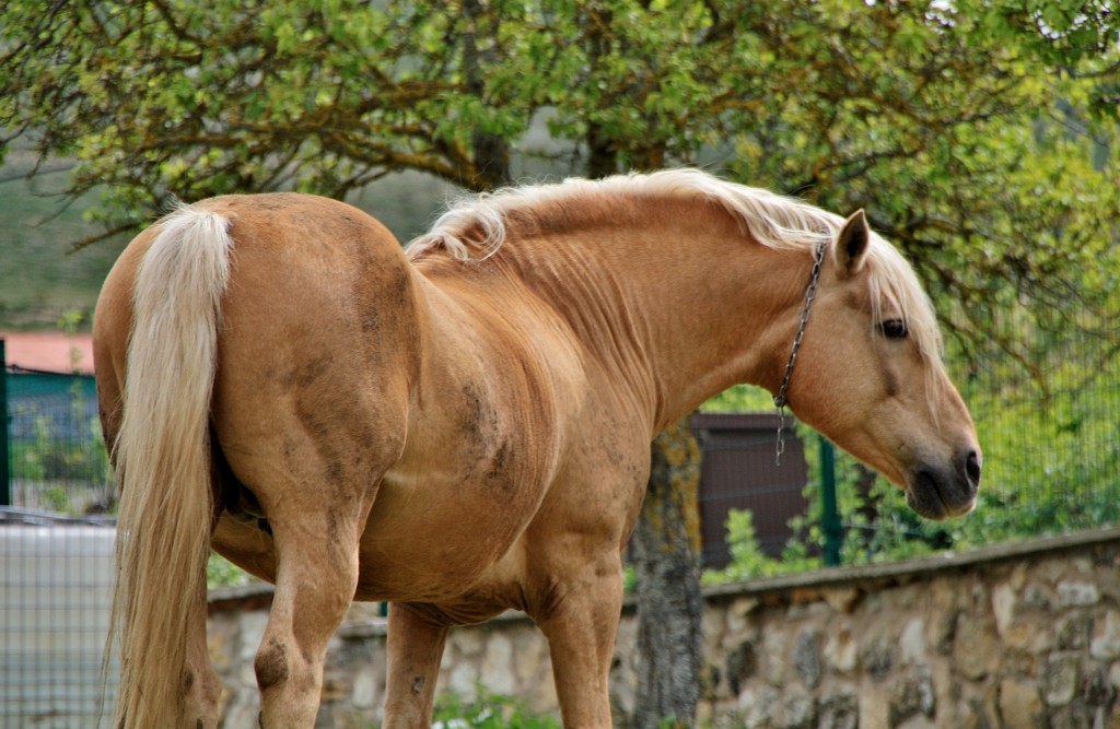 Foto: Caballo - Huermeces (Burgos), España