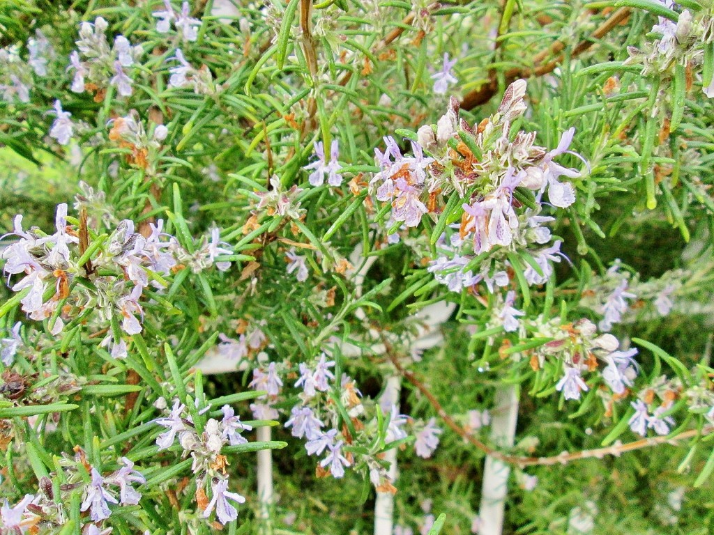 Foto: Primavera - Sedano (Burgos), España