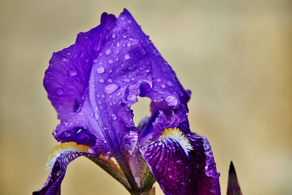 Foto: Primavera - Sedano (Burgos), España