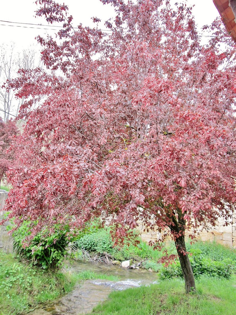 Foto: Primavera - Sedano (Burgos), España