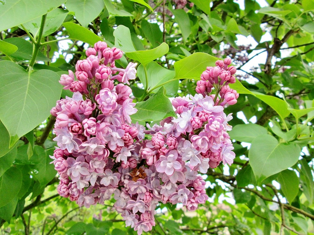 Foto: Primavera - Sedano (Burgos), España