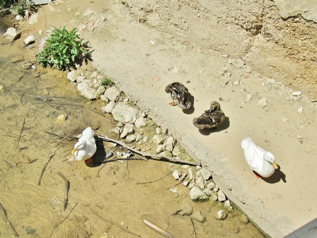 Foto: Patitos - Aranda de Duero (Burgos), España