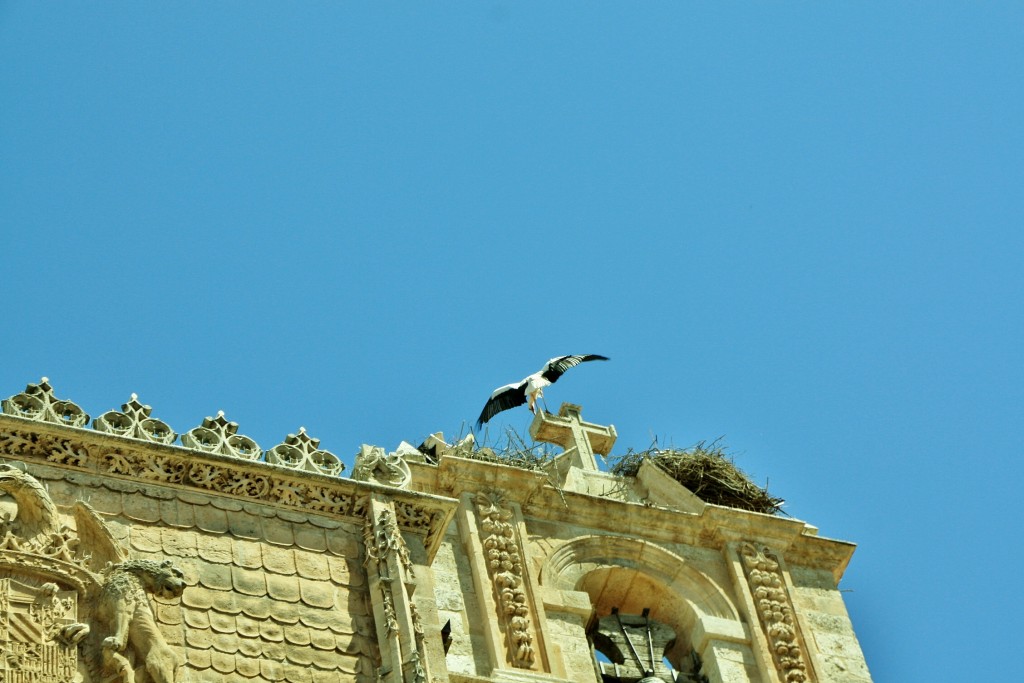 Foto: Cigüeñas - Aranda de Duero (Burgos), España