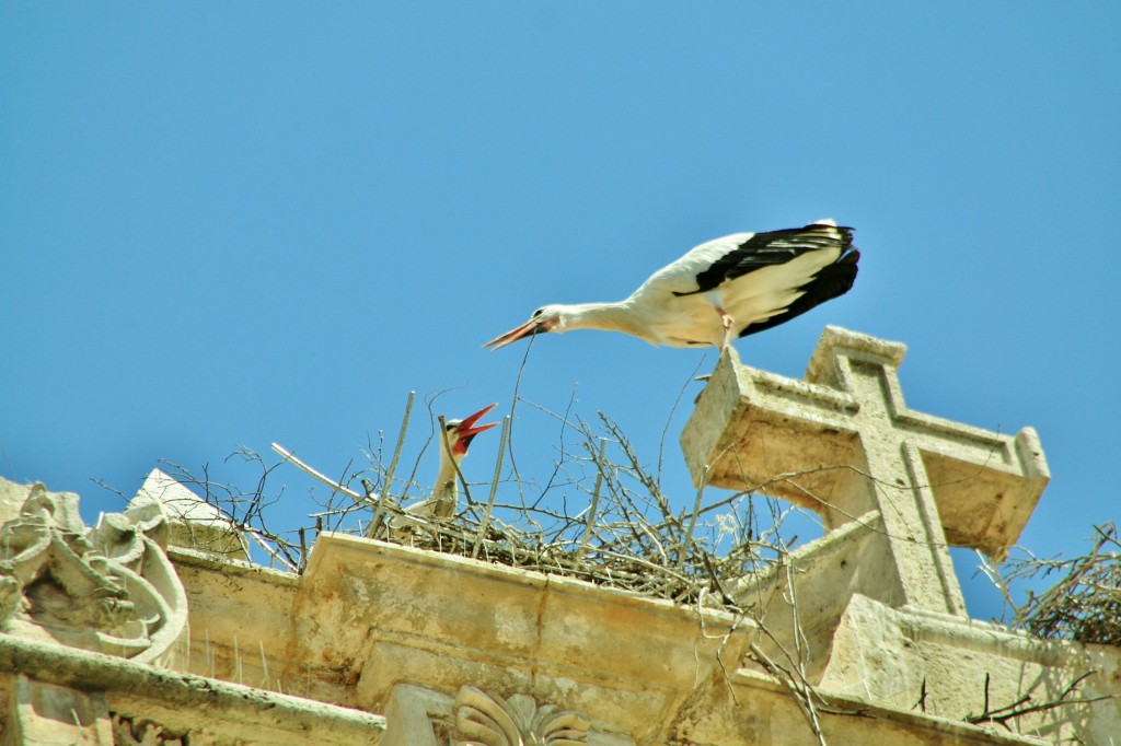 Foto: Cigüeñas - Aranda de Duero (Burgos), España