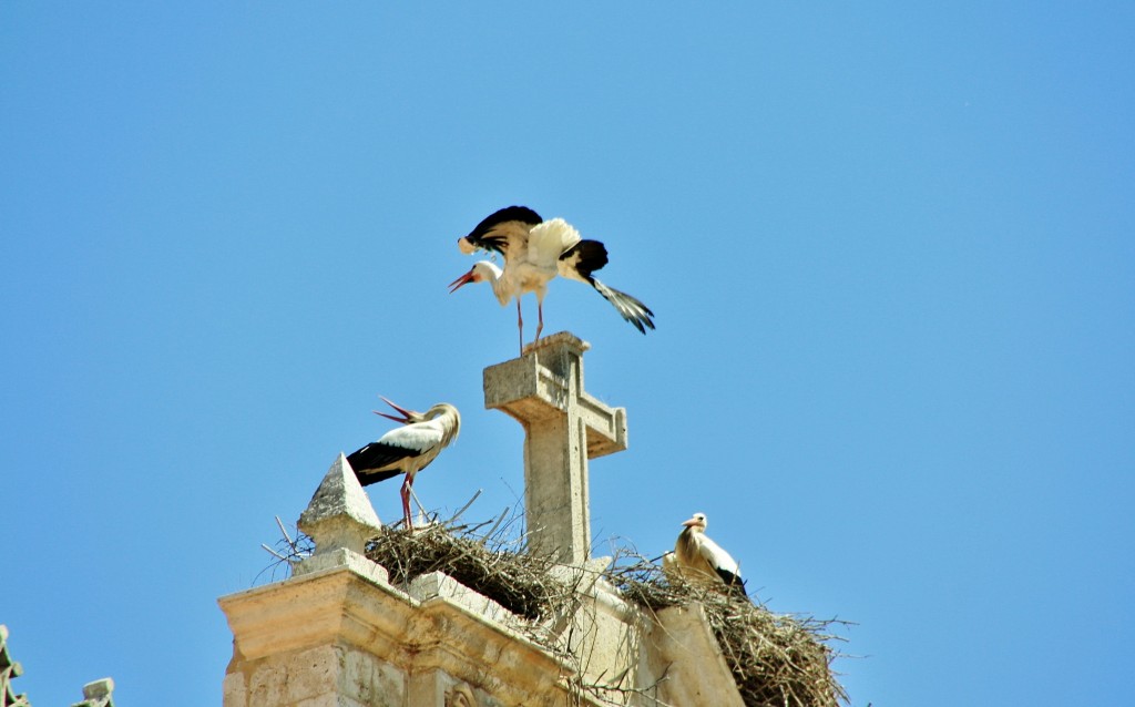 Foto: Cigüeñas - Aranda de Duero (Burgos), España