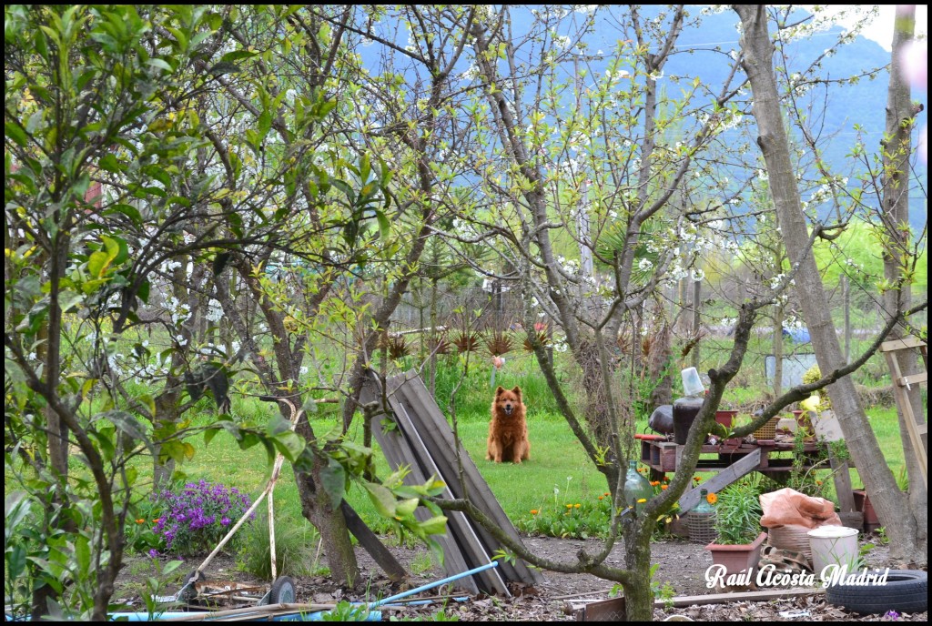 Foto de Quinta de Tilcoco (Libertador General Bernardo OʼHiggins), Chile