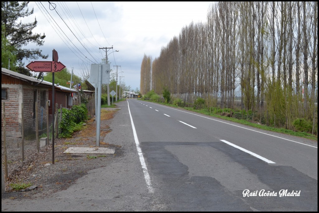 Foto de Quinta de Tilcoco (Libertador General Bernardo OʼHiggins), Chile