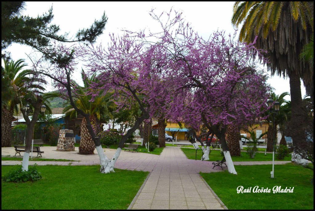 Foto de Quinta de Tilcoco (Libertador General Bernardo OʼHiggins), Chile